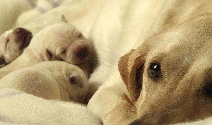 ������η���������