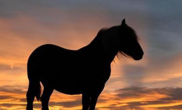 �����Զ���ʼ�600��