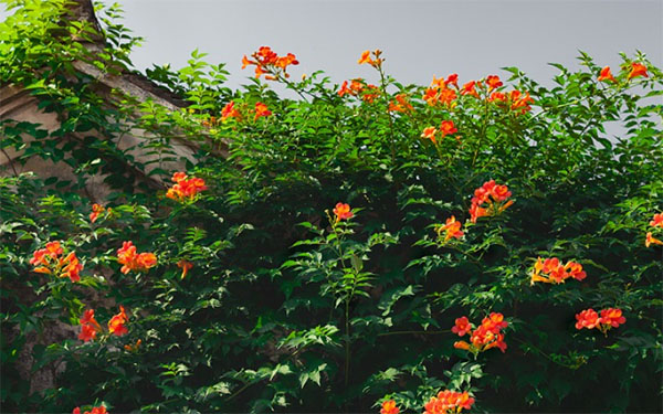 ��ĩ������