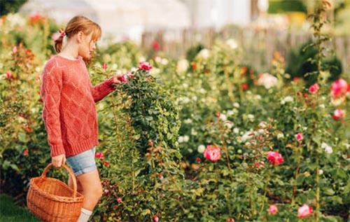 ����õ���СŮ���������500��