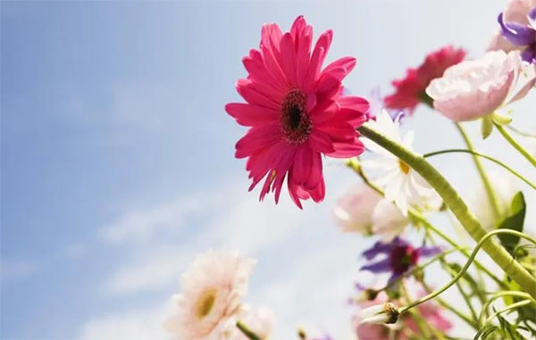 ��һ�仨�ɱ�