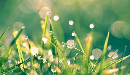 ��һƬ���⡷�����500��