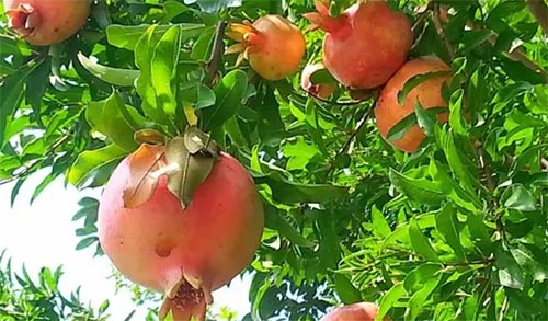 �Ұ��Ҽ�ʯ����