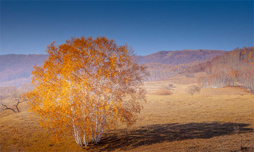 ������¾�η������ϲӭ˫����������