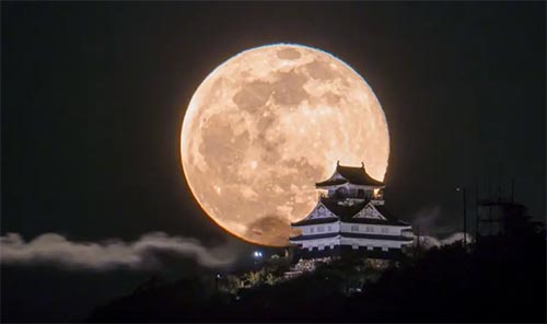 ��ֲ����˵����