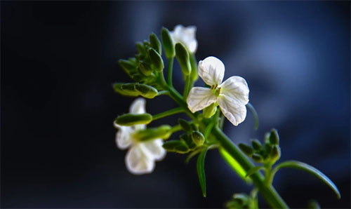 �ܲ�������