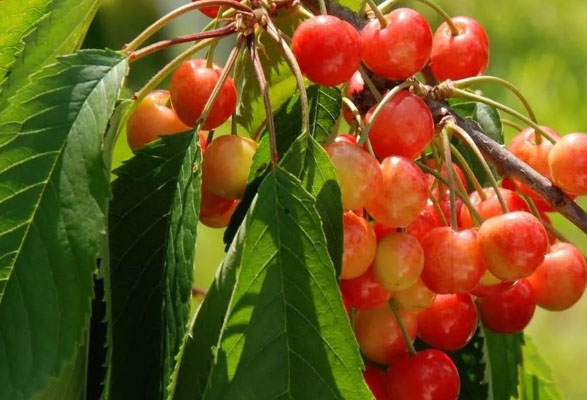 ӣ����ȥɢ��������ʾ600��