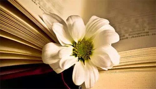 ��Ӫ����