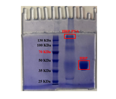 HRP-PNA 蛋白凝胶电泳结果 HRP-PNA 蛋白凝胶电泳结果