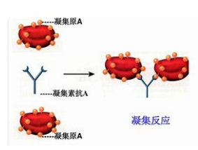 蓖麻凝集素(Ricinus Communis Agglutinin I, RCA I/RCA120)  