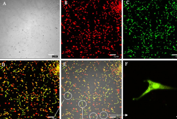 荧光素大豆凝集素