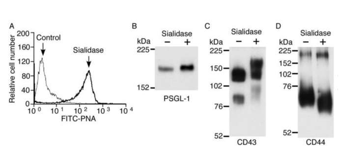 罗丹明标记的花生凝集素