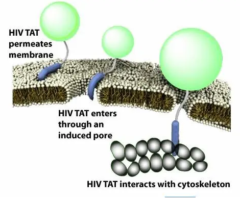 Tritylthiolterminatedpoly-L-lysine