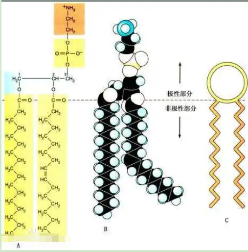 葡聚糖-二硬脂?；字Ｒ掖及?