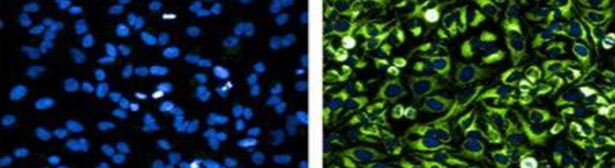 Cy Dye mono-reactive NHS Esters