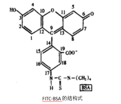FITC）标记牛血清白蛋白