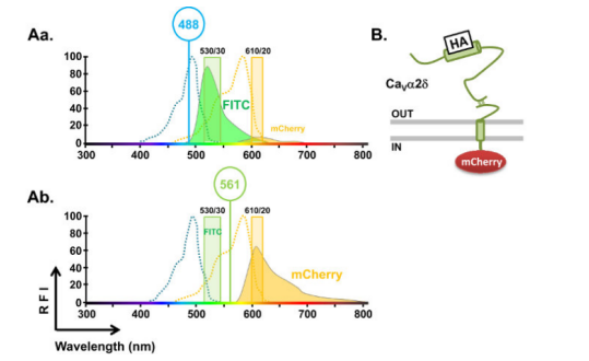 异硫氰酸荧光素 (fluorescein isothiocyanate, FITC) 