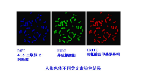 四甲基异硫氰酸罗丹明 TRITC 四甲基异硫氰酸罗丹明 TRITC