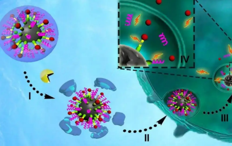 吲哚菁绿修饰多柔比星，ICG-DOX，载吲哚菁绿和多柔比星自组装胶束