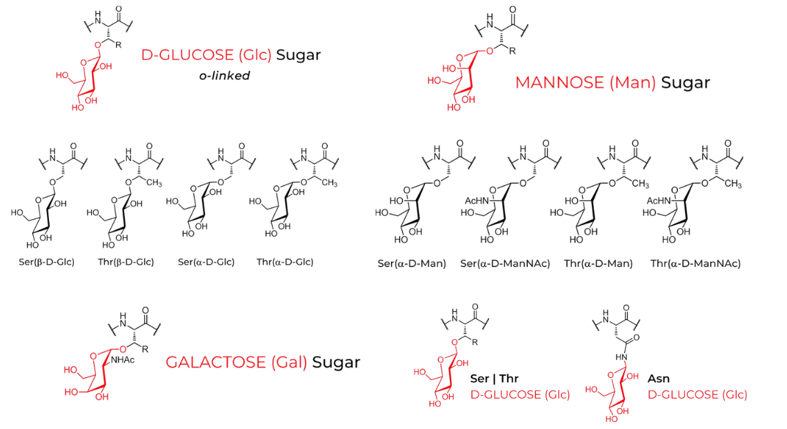 糖基化修饰多肽，糖基化共价修饰多肽的优点介绍！