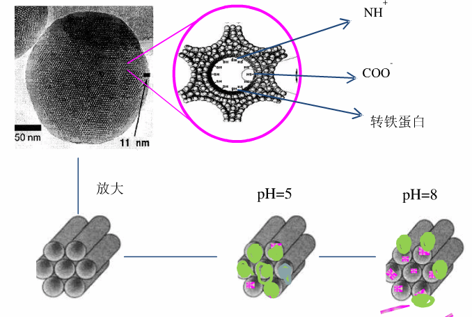 靶向性多肽修饰荧光功能化碳纳米管 靶向性多肽修饰荧光功能化碳纳米管