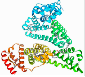 人血清白蛋白-聚乙二醇-双琥珀酰亚胺戊二酸酯，HSA-PEG-DSG