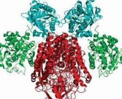 Ce6-PEG-HSA，二氢卟吩-聚乙二醇-人血清白蛋白，二氢卟吩PEG人血清白蛋白