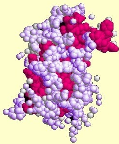 DBCO-PEG-HSA ,二苯基环辛炔-聚乙二醇-人血清白蛋白,点击化学修饰蛋白