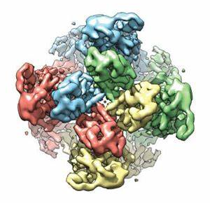 Rhodamine B-PEG-BSA，罗丹明B-聚乙二醇-牛血清白蛋白