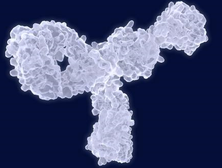 FITC-PEG-HSA	，荧光素-聚乙二醇-人血清白蛋白，荧光标记蛋白