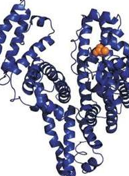 OPSS-PEG-BSA	 邻吡啶二硫-聚乙二醇-牛血清白蛋白