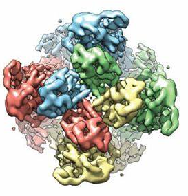 NIR-dyes-PEG-BSA	近红外染料-聚乙二醇-牛血清白蛋白