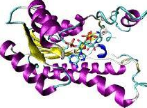Bodipy-PEG-BSA	氟化硼二吡咯-聚乙二醇-牛血清白蛋白	氟化硼二吡咯PEG牛血清白蛋白