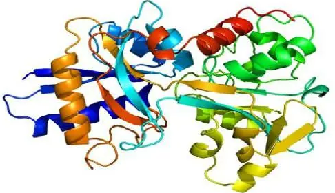 TF-PEG-serine	  转铁蛋白-聚乙二醇-丝氨酸 