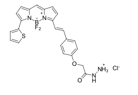 BDP 630/650 hydrazide，基于硼二吡咯乙烯支架的红色发光染料