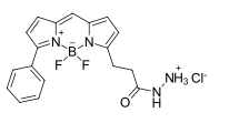 BDP R6G hydrazide，一种硼二吡咯烯染料