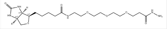 Biotin-PEG3-hydrazide cas:1381861-94-4