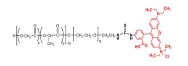 PLGA-PEG-RB，聚乳酸-羟基乙酸共聚物-聚乙二醇-罗丹明